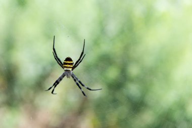 Argiope sp. spider from South Korea clipart