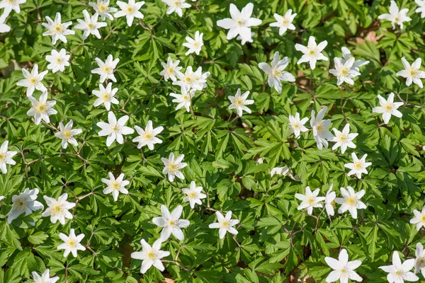 Wood anemone — Stock Photo, Image