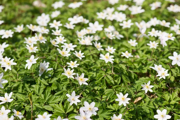 Wood anemone — Stock Photo, Image