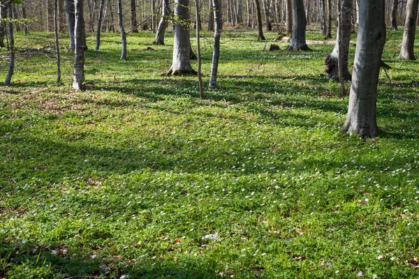 Waldboden im Frühjahr — Stockfoto