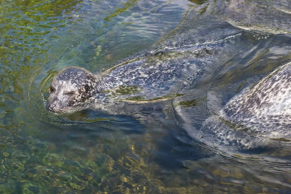 Foca del puerto, Phoca vitulina — Foto de Stock