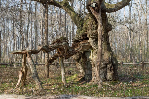 Королі дубових дерев, Kongeegen — стокове фото