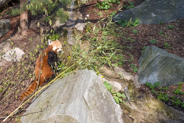 Panda vermelha, ailurus fulgens — Fotografia de Stock