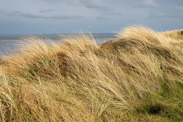 Duinen met beachgrass in het voorjaar van — Stockfoto