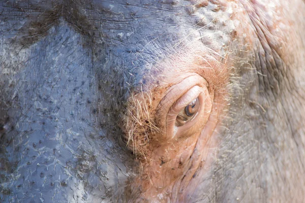 Eye of a hippopotamus — Stock Photo, Image