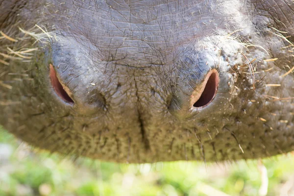 Нос бегемота — стоковое фото