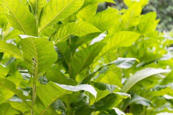 Fresh green tobacco plant — Stock Photo, Image