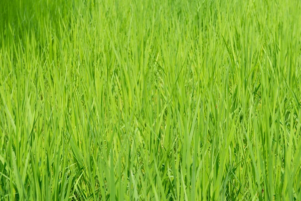 Grönt ris fält bakgrund — Stockfoto