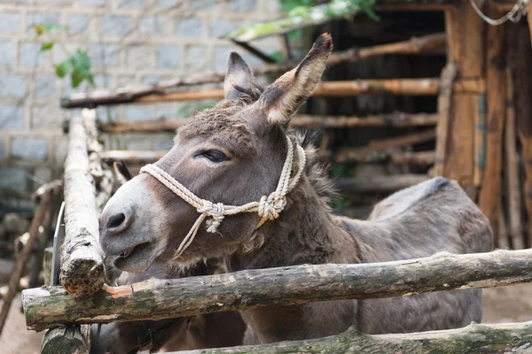 Donkey — Stock Photo, Image