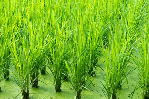 Fondo del campo de arroz verde — Foto de Stock