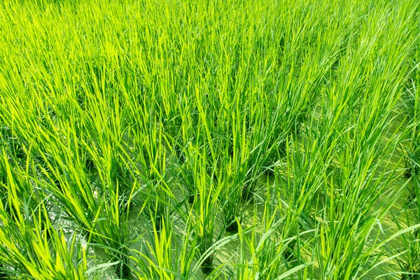 Grönt ris fält bakgrund — Stockfoto
