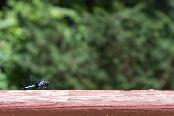 Blue dragonfly — Stock Photo, Image