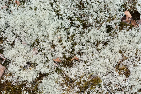 Lichen background — Stock Photo, Image