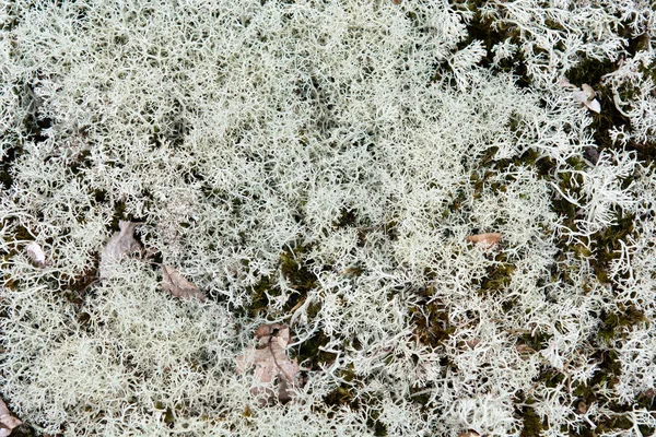 Lichen background — Stock Photo, Image