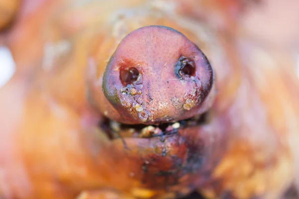 Detail of the nose of a suckling pig — Stock Photo, Image