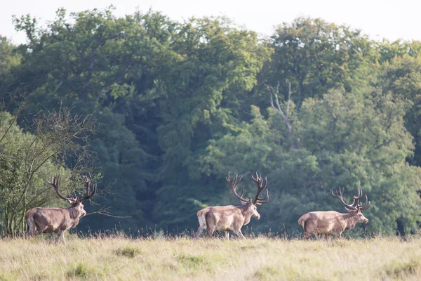 Red deer — Stock Photo, Image