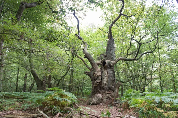 大きな古いオークの木 — ストック写真