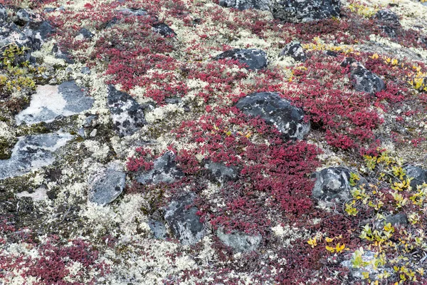 Lichen and tundra vegetation — Stock Photo, Image