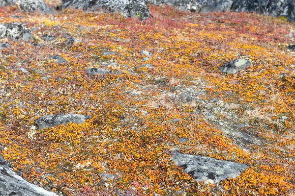 Líquen e tundra vegetação — Fotografia de Stock