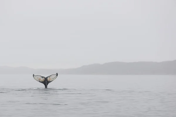 Humpback whales — Stock Photo, Image