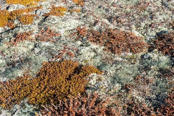 Arctic vegetation — Stock Photo, Image