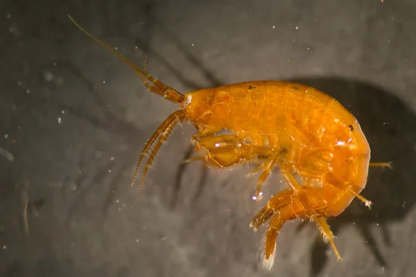 Amphipod — Zdjęcie stockowe