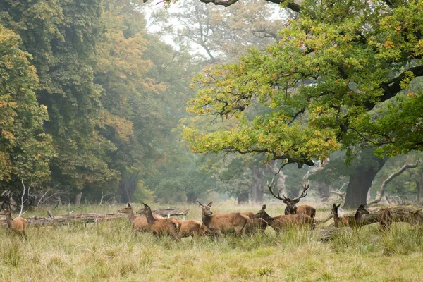 Mandria di cervi rossi in autunno — Foto Stock