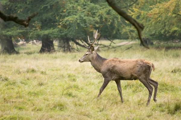 Manliga kronhjort, Cervus elaphus — Stockfoto