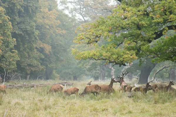 Mandria di cervi rossi in autunno — Foto Stock