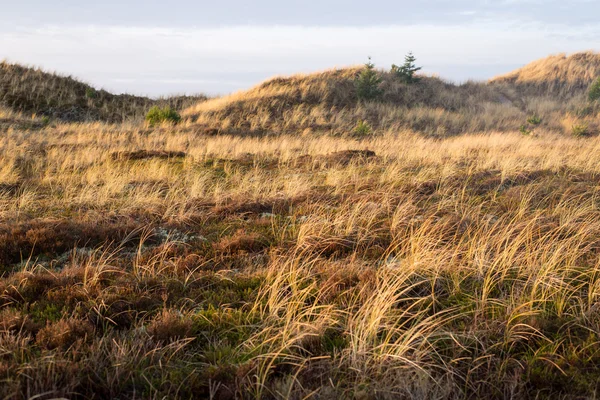 Paesaggio delle dune a Skagen, Danimarca — Foto Stock