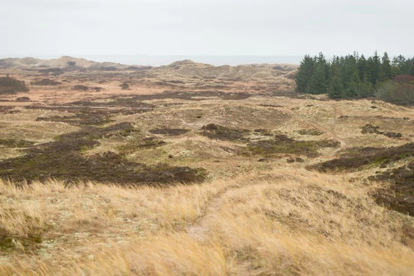 Duinlandschap — Stockfoto