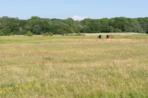 Horses on a meadow — Stock Photo, Image