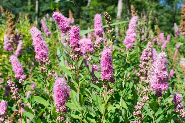 Arbusto fiorito con grappoli di rosa — Foto Stock