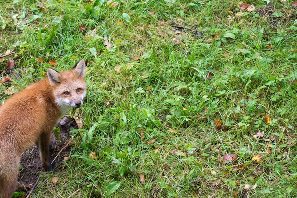 Röd räv, Vulpes vulpes — Stockfoto