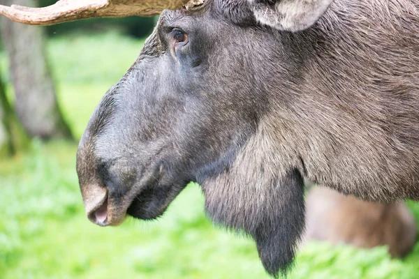 A fejét a férfi jávorszarvas Alces alces részlete — Stock Fotó