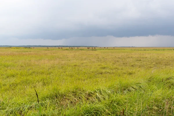 Cows on a field — Stock Photo, Image