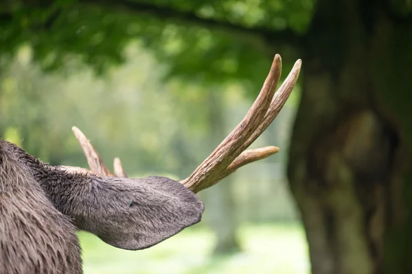 Dettaglio della testa un alce maschio, Alces alces — Foto Stock