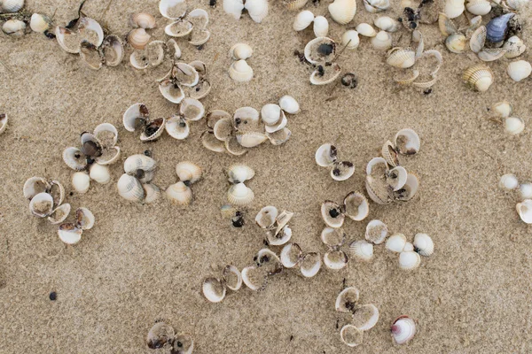 Empty cockle shells on a beach — Stock Photo, Image