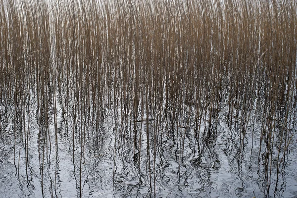 Common reed background — Stock Photo, Image