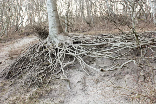 Árbol colgando de un acantilado —  Fotos de Stock