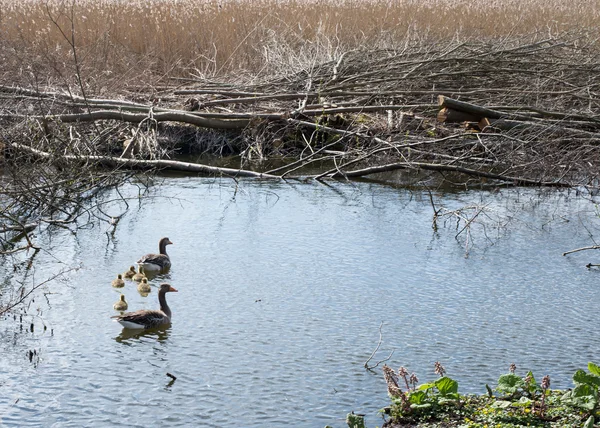 Family of greylag goose, anser anser — Stock Photo, Image