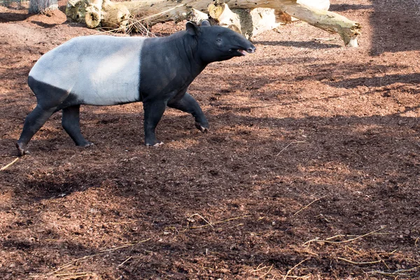 Malayan tapir, Tapirus indicus — Stock Photo, Image