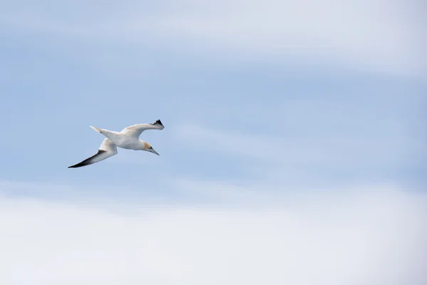 Northern gannet in flight — Stock Photo, Image