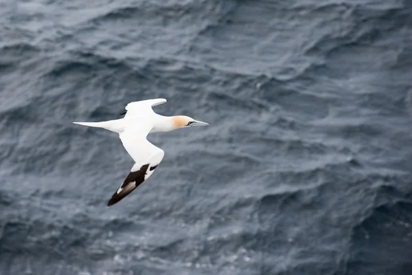 Basstölpel im Flug — Stockfoto