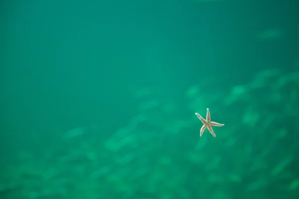 Sea star in an aquarium seen from below — Stock Photo, Image