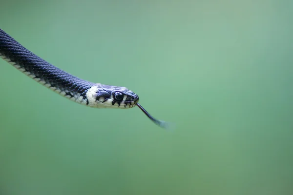 Head of a snake, Natrix natrix Royalty Free Stock Images