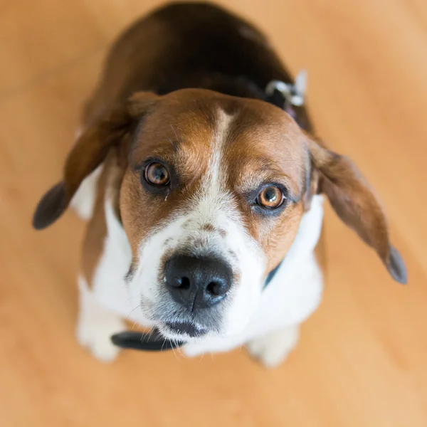 Beagle hond camera kijken Rechtenvrije Stockafbeeldingen