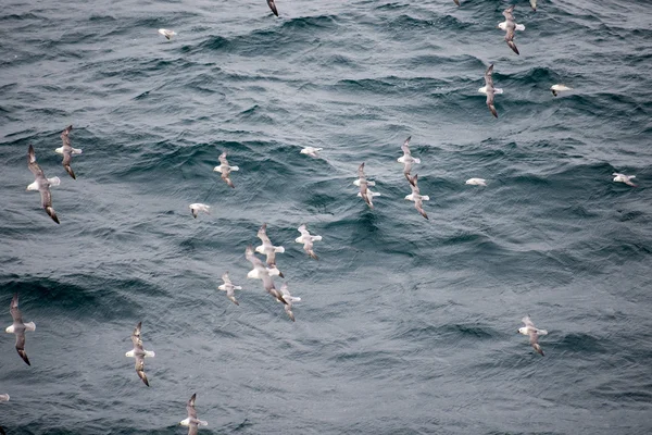 Noordse stormvogel vliegen over water Rechtenvrije Stockfoto's