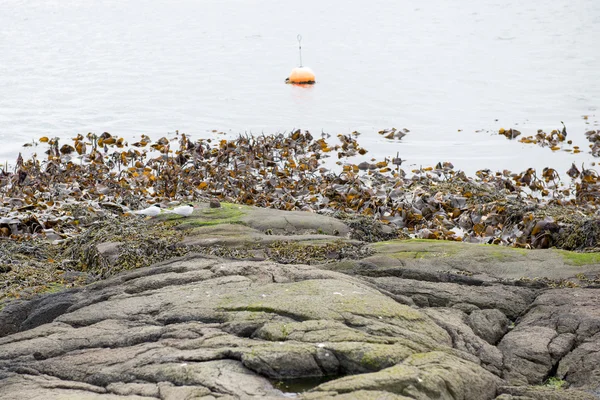 Paisaje con boya y kelp — Foto de Stock