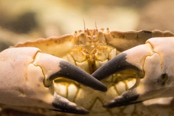 Cancer pagurus also known as edible crab or brown crab — Stock Photo, Image